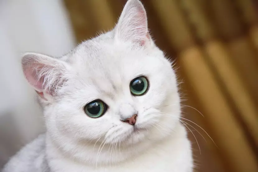 Shorthair Cat escocès (34 fotos): Descripció i estàndards de raça. Què presta atenció a l'hora de triar un gatet? Quines mides té un gat adult d'aquesta raça? 22412_10