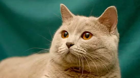 Shorthair Scottish Cat (34 φωτογραφίες): Περιγραφή και πρότυπα φυλής. Τι δώστε προσοχή όταν επιλέγετε ένα γατάκι; Ποια μεγέθη έχει μια ενήλικη γάτα αυτής της φυλής; 22412_11