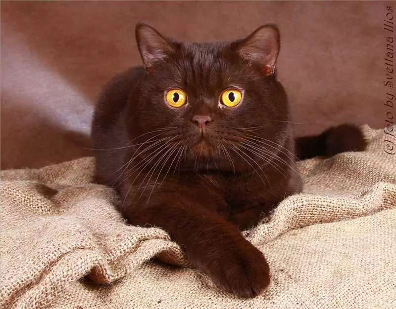 Shorthair Scottish Cat (34 fotoj): Priskribo kaj normoj de raso. Kion vi atentas kiam vi elektas katidon? Kio grandecoj havas plenkreskan katon de ĉi tiu raso? 22412_12