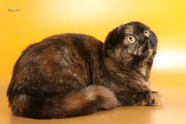 Shorthair Scottish Cat (34 φωτογραφίες): Περιγραφή και πρότυπα φυλής. Τι δώστε προσοχή όταν επιλέγετε ένα γατάκι; Ποια μεγέθη έχει μια ενήλικη γάτα αυτής της φυλής; 22412_14