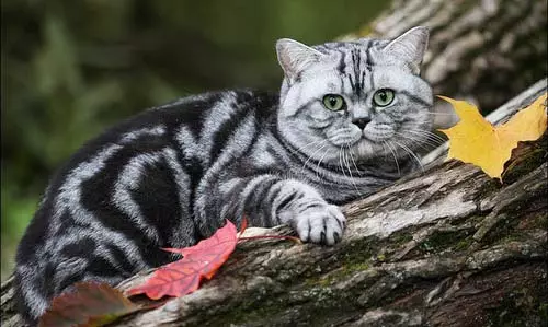 Shorthair Scottish Cat (34 φωτογραφίες): Περιγραφή και πρότυπα φυλής. Τι δώστε προσοχή όταν επιλέγετε ένα γατάκι; Ποια μεγέθη έχει μια ενήλικη γάτα αυτής της φυλής; 22412_16