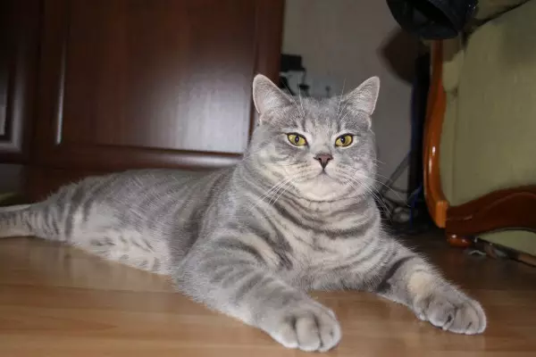 Shorthair Scottish Cat (34 φωτογραφίες): Περιγραφή και πρότυπα φυλής. Τι δώστε προσοχή όταν επιλέγετε ένα γατάκι; Ποια μεγέθη έχει μια ενήλικη γάτα αυτής της φυλής; 22412_17