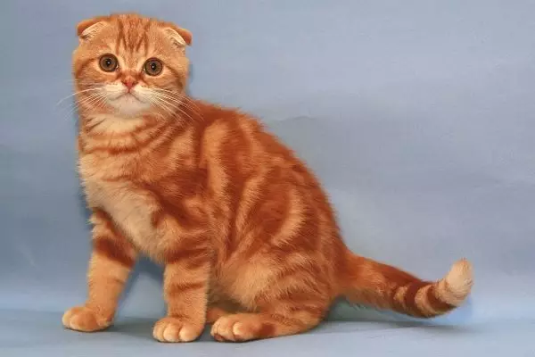 Схортхаир шкотска мачка (34 фотографије): Опис и стандарди пасмине. Шта обраћате пажњу када бирате маче? Које величине имају одраслу мачку ове пасмине? 22412_18