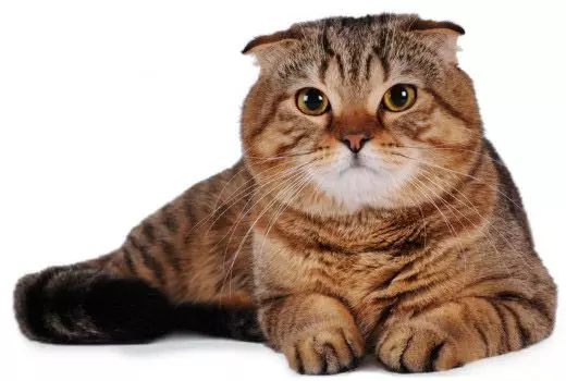 Korthaar Schotse kat (34 foto's): beschrijving en normen van het ras. Waar let je op bij het kiezen van een kitten? Welke maten heeft een volwassen kat van dit ras? 22412_19