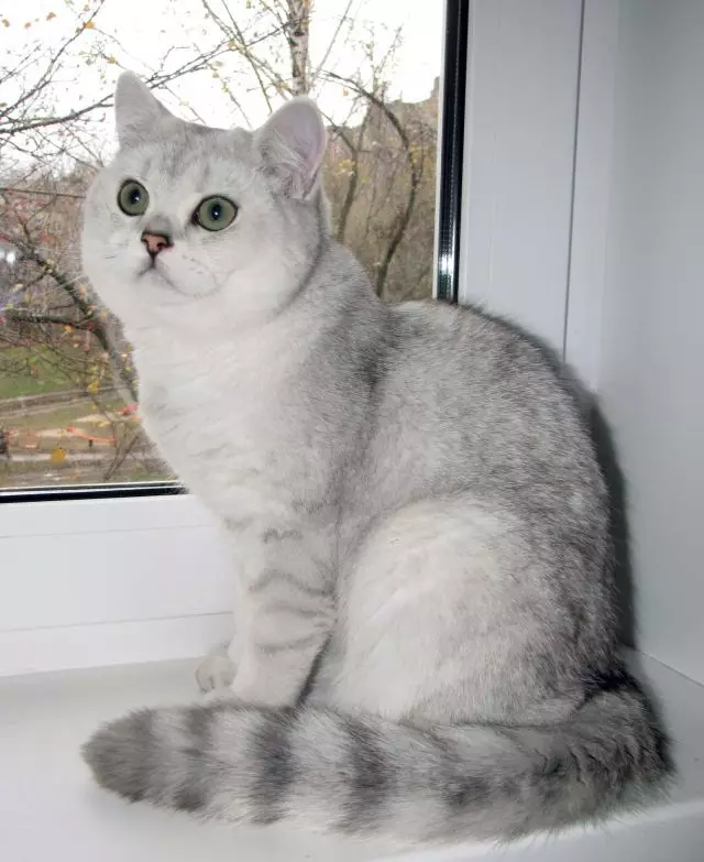 Shorthair Scottish Cat (34 fotoj): Priskribo kaj normoj de raso. Kion vi atentas kiam vi elektas katidon? Kio grandecoj havas plenkreskan katon de ĉi tiu raso? 22412_20