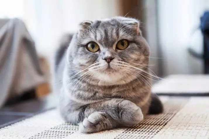 Схортхаир шкотска мачка (34 фотографије): Опис и стандарди пасмине. Шта обраћате пажњу када бирате маче? Које величине имају одраслу мачку ове пасмине? 22412_22