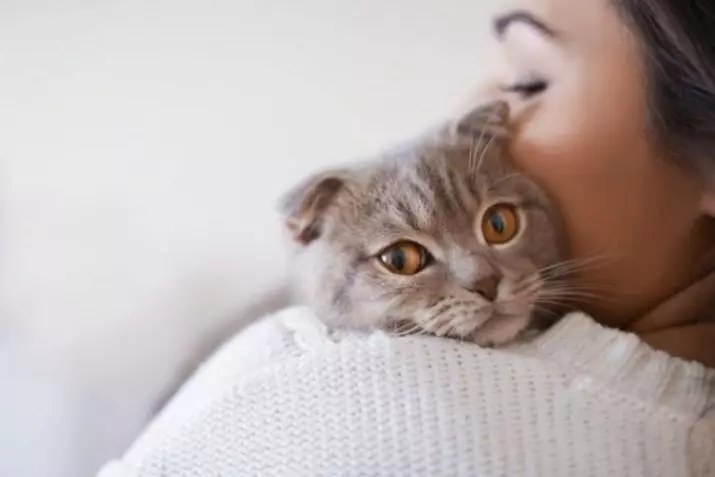Shorthair Cat escocès (34 fotos): Descripció i estàndards de raça. Què presta atenció a l'hora de triar un gatet? Quines mides té un gat adult d'aquesta raça? 22412_23