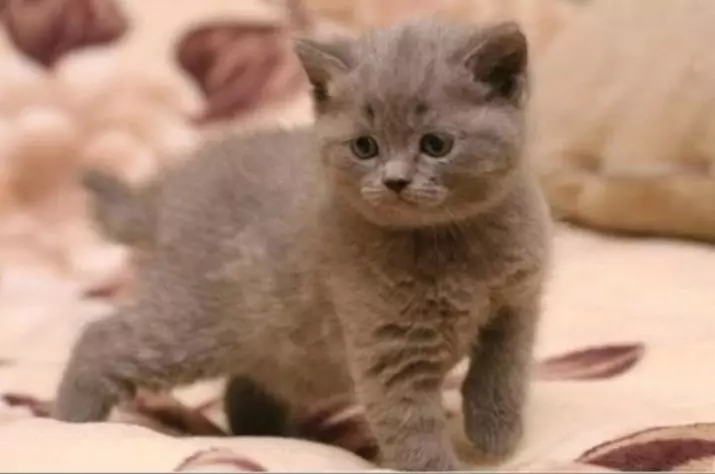 Shorthair Scottish Cat (34 장의 사진) : 묘사 및 품종의 표준. 새끼 고양이를 선택할 때 무엇을 주목합니까? 이 품종의 성인 고양이는 어떤 크기입니까? 22412_24