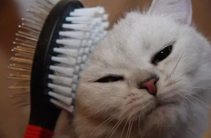 Shorthair Scottish Cat (34 φωτογραφίες): Περιγραφή και πρότυπα φυλής. Τι δώστε προσοχή όταν επιλέγετε ένα γατάκι; Ποια μεγέθη έχει μια ενήλικη γάτα αυτής της φυλής; 22412_28