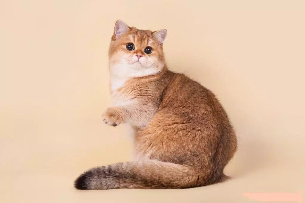 Shorthair Scottish Cat (34 fotoj): Priskribo kaj normoj de raso. Kion vi atentas kiam vi elektas katidon? Kio grandecoj havas plenkreskan katon de ĉi tiu raso? 22412_3