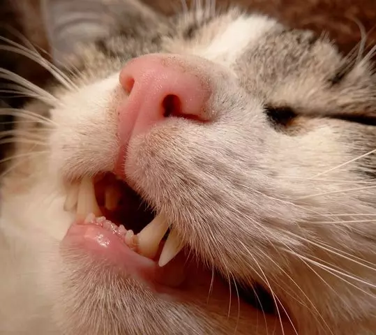Shorthair Scottish Cat (34 장의 사진) : 묘사 및 품종의 표준. 새끼 고양이를 선택할 때 무엇을 주목합니까? 이 품종의 성인 고양이는 어떤 크기입니까? 22412_31