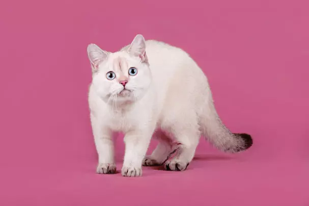 Shorthair Cat Skotlandia (34 Foto): Katrangan lan standar saka jenis. Apa sing sampeyan gunakake nalika milih anak kucing? Ukuran apa sing duwe kucing diwasa saka jenis iki? 22412_4