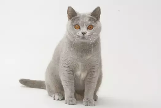 Shorthair Scottish Cat (34 fotoj): Priskribo kaj normoj de raso. Kion vi atentas kiam vi elektas katidon? Kio grandecoj havas plenkreskan katon de ĉi tiu raso? 22412_5