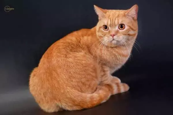 Shorthair Scottish Cat (34 fotoj): Priskribo kaj normoj de raso. Kion vi atentas kiam vi elektas katidon? Kio grandecoj havas plenkreskan katon de ĉi tiu raso? 22412_8