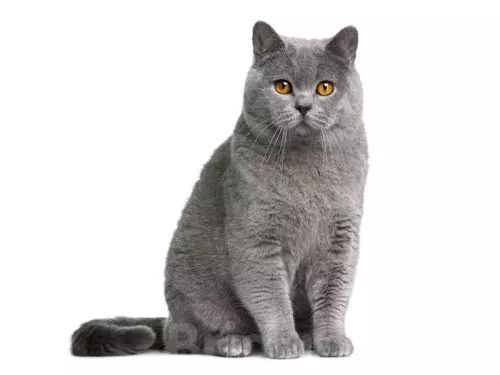 Shorthair Scottish Cat (34 φωτογραφίες): Περιγραφή και πρότυπα φυλής. Τι δώστε προσοχή όταν επιλέγετε ένα γατάκι; Ποια μεγέθη έχει μια ενήλικη γάτα αυτής της φυλής; 22412_9