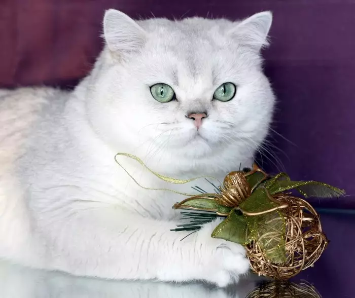 Scottish Chinchilla Cat (34 foto): Piegare i gattini Scottish Piega d'oro, argento e altro colorazione. Carattere Chinchilla scozzese 22418_11