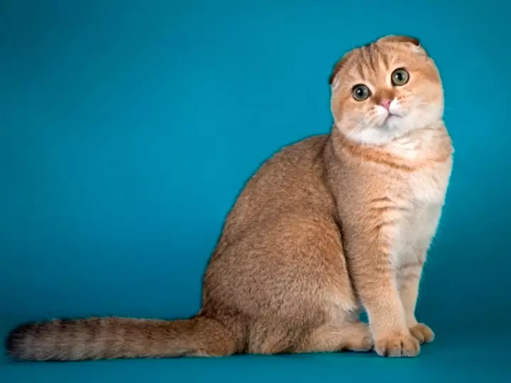 Cat Chinchilla Scotland (34 ảnh): Gấp mèo Scotland gấp vàng, bạc và các màu khác. Nhân vật chinchilla scottish. 22418_12
