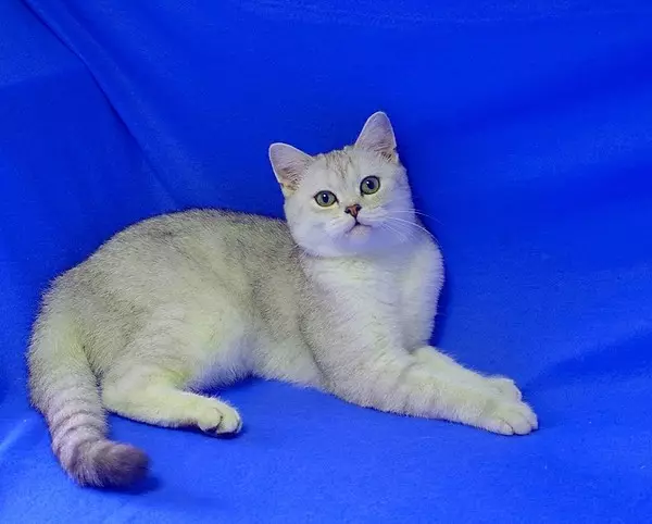 Scottish Chinchilla Cat (34 argazki): tolestura kittengen tolesturaren urrezko, zilar eta beste kolore batzuk. Chinchilla pertsonaia 22418_13