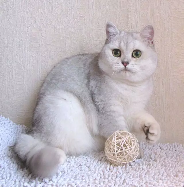 Scottish Chinchilla Cat (34 foton): Fold kattungar skotsk vik guld, silver och annan färgning. Tecken chinchilla skotsk 22418_15