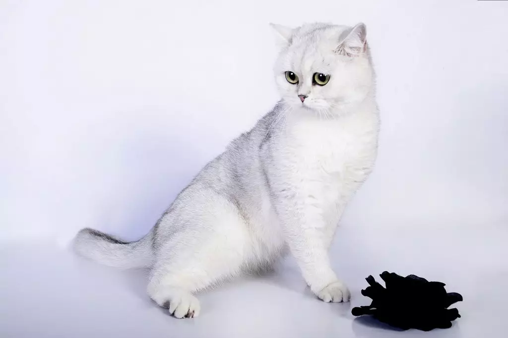 Cat Chinchilla Scotland (34 ảnh): Gấp mèo Scotland gấp vàng, bạc và các màu khác. Nhân vật chinchilla scottish. 22418_16