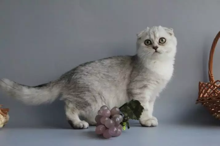 Skota Chinchilla Kato (34 fotoj): Faldiĝu Kittens skota tuko ora, arĝento kaj aliaj koloraj. Karaktero chinchilla skota 22418_17