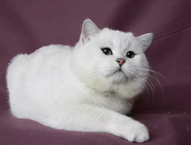 Scottish Chinchilla Cat (34 argazki): tolestura kittengen tolesturaren urrezko, zilar eta beste kolore batzuk. Chinchilla pertsonaia 22418_2
