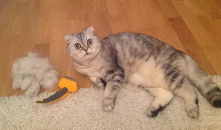 Scottish Chinchilla Cat (34 รูป): ลูกแมวพับสก็อตแล้งสีทองเงินและสีอื่น ๆ ตัวละครชินชิลล่าสก็อต 22418_21