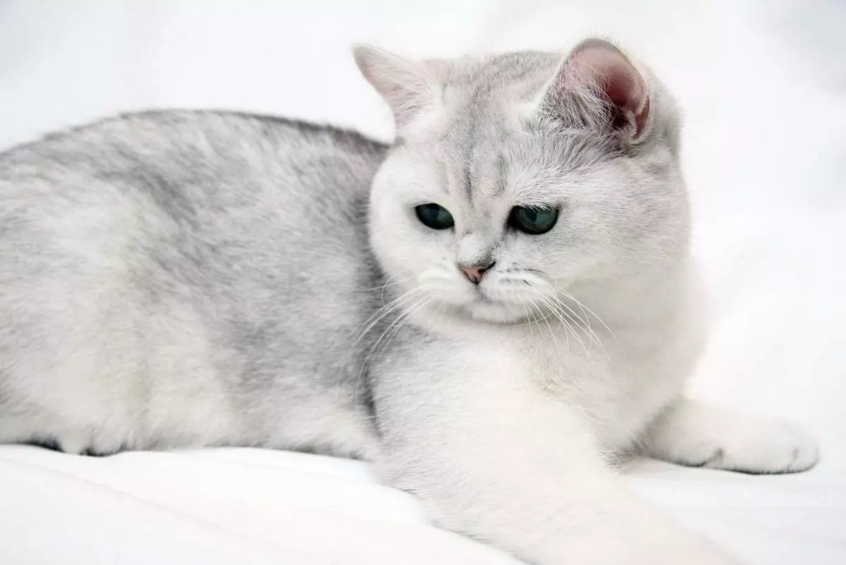 Scottish Chinchilla Cat (34 รูป): ลูกแมวพับสก็อตแล้งสีทองเงินและสีอื่น ๆ ตัวละครชินชิลล่าสก็อต 22418_31