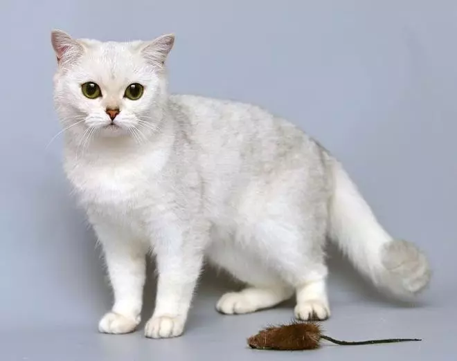 Шотланд Чинчуилла кошка (34 сүрөт): Кымбаттуу Шотландия бүктөлгөн алтын, күмүш жана башка боёктор. Chinchilla шотландиялык 22418_4