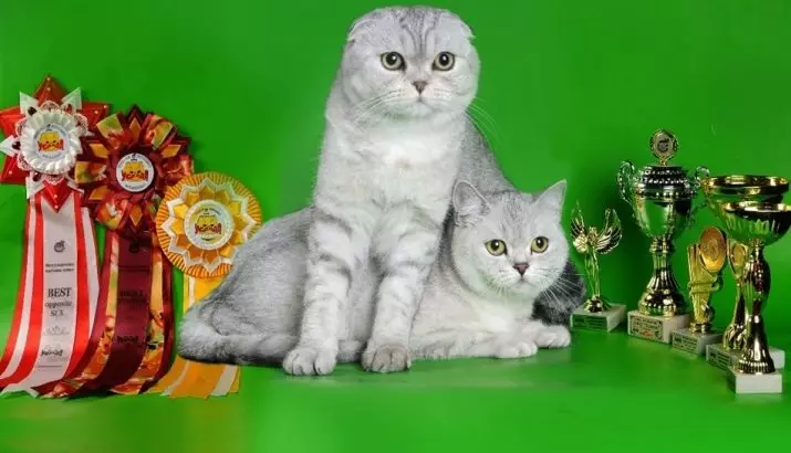 შოტლანდიის Chinchilla Cat (34 ფოტო): Fold Kittens შოტლანდიის Fold ოქროს, ვერცხლისა და სხვა შეღებვა. ხასიათი Chinchilla შოტლანდიის 22418_6