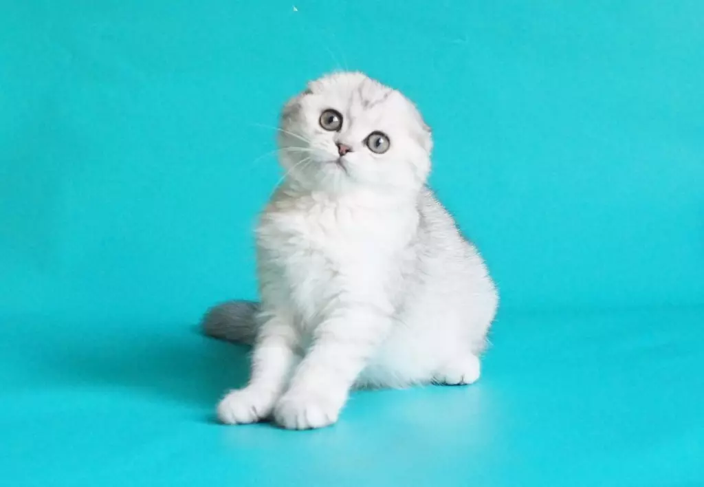 Skota Chinchilla Kato (34 fotoj): Faldiĝu Kittens skota tuko ora, arĝento kaj aliaj koloraj. Karaktero chinchilla skota 22418_7