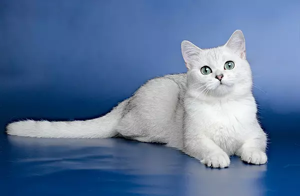 Cat Chinchilla Cat (Picha 34): Fold Kittens Scottish Fold Golden, Silver na Coloring nyingine. Tabia Chinchilla Scottish. 22418_8