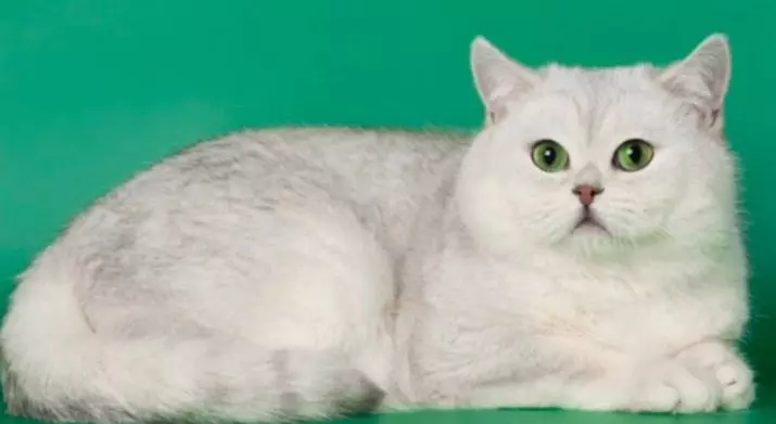 Scottish Chinchilla Cat (34 รูป): ลูกแมวพับสก็อตแล้งสีทองเงินและสีอื่น ๆ ตัวละครชินชิลล่าสก็อต 22418_9