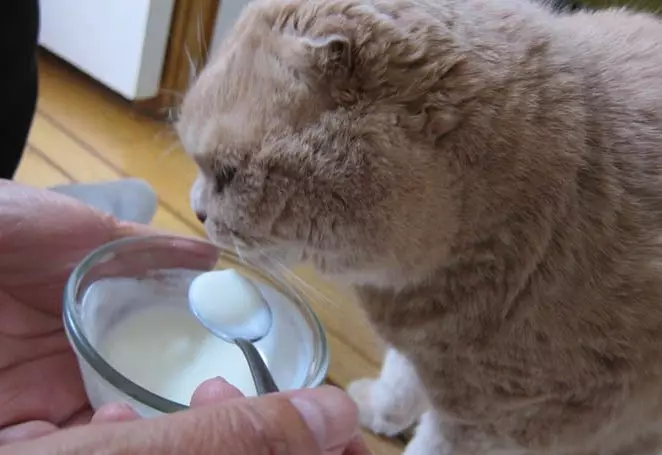 Cosa nutrire i gatti scozzesi? È possibile dare il latte di un gatto per 2 mesi? Regole del cibo per gatti adulti a casa 22425_10