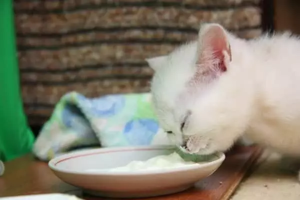 Cosa nutrire i gatti scozzesi? È possibile dare il latte di un gatto per 2 mesi? Regole del cibo per gatti adulti a casa 22425_11