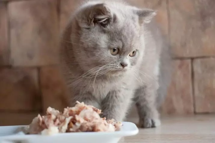Cosa nutrire i gatti scozzesi? È possibile dare il latte di un gatto per 2 mesi? Regole del cibo per gatti adulti a casa 22425_12