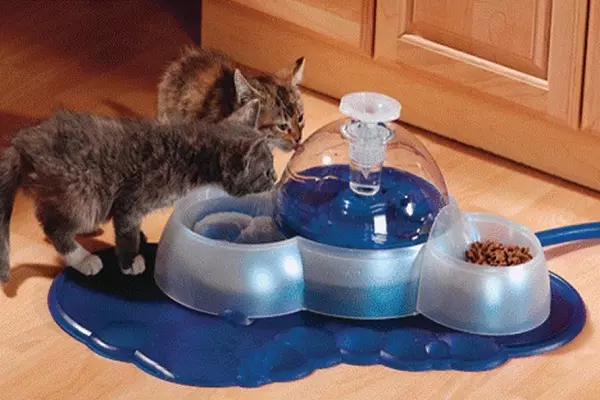 Mit kell táplálni a skót macskákat? Lehetőség van egy macska tejére 2 hónapra? Élelmiszerszabályok a felnőtt macskák számára otthon 22425_13