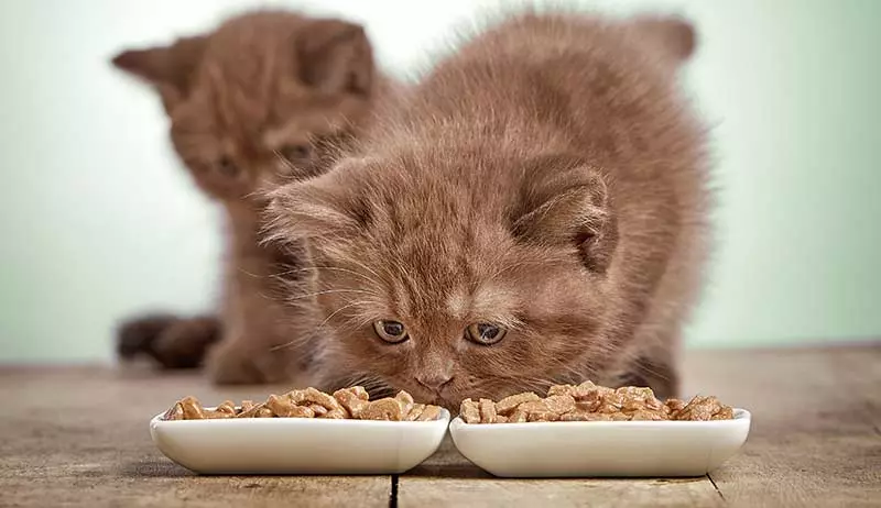 Mit kell táplálni a skót macskákat? Lehetőség van egy macska tejére 2 hónapra? Élelmiszerszabályok a felnőtt macskák számára otthon 22425_14