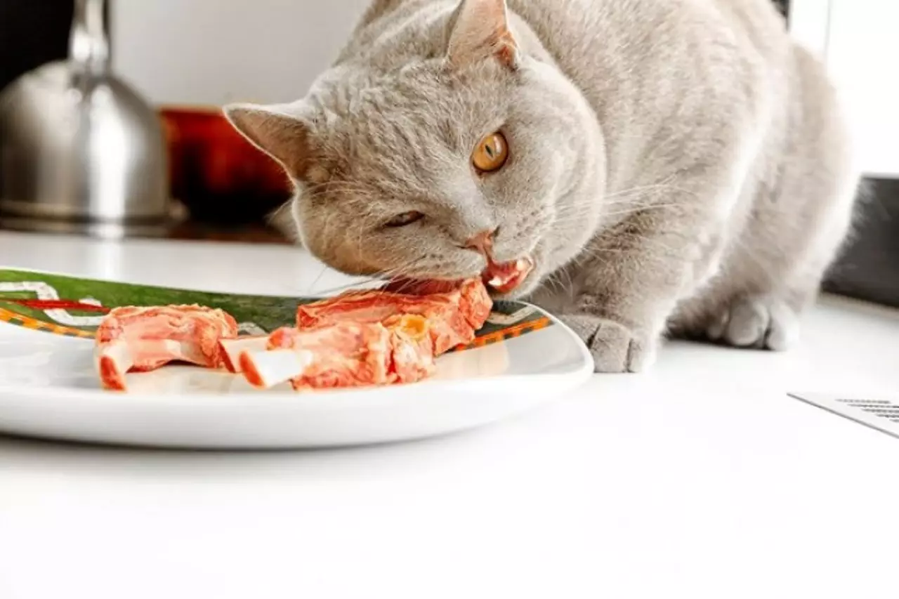 Mit kell táplálni a skót macskákat? Lehetőség van egy macska tejére 2 hónapra? Élelmiszerszabályok a felnőtt macskák számára otthon 22425_16