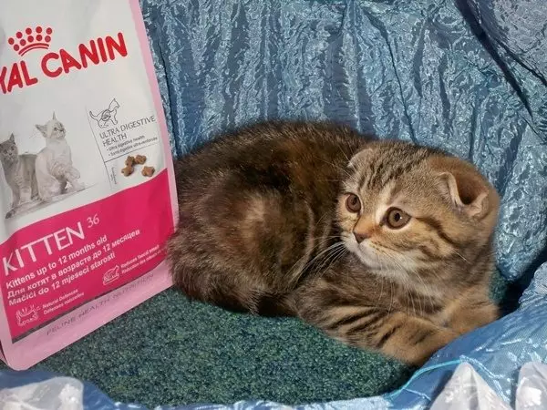 Cosa nutrire i gatti scozzesi? È possibile dare il latte di un gatto per 2 mesi? Regole del cibo per gatti adulti a casa 22425_18