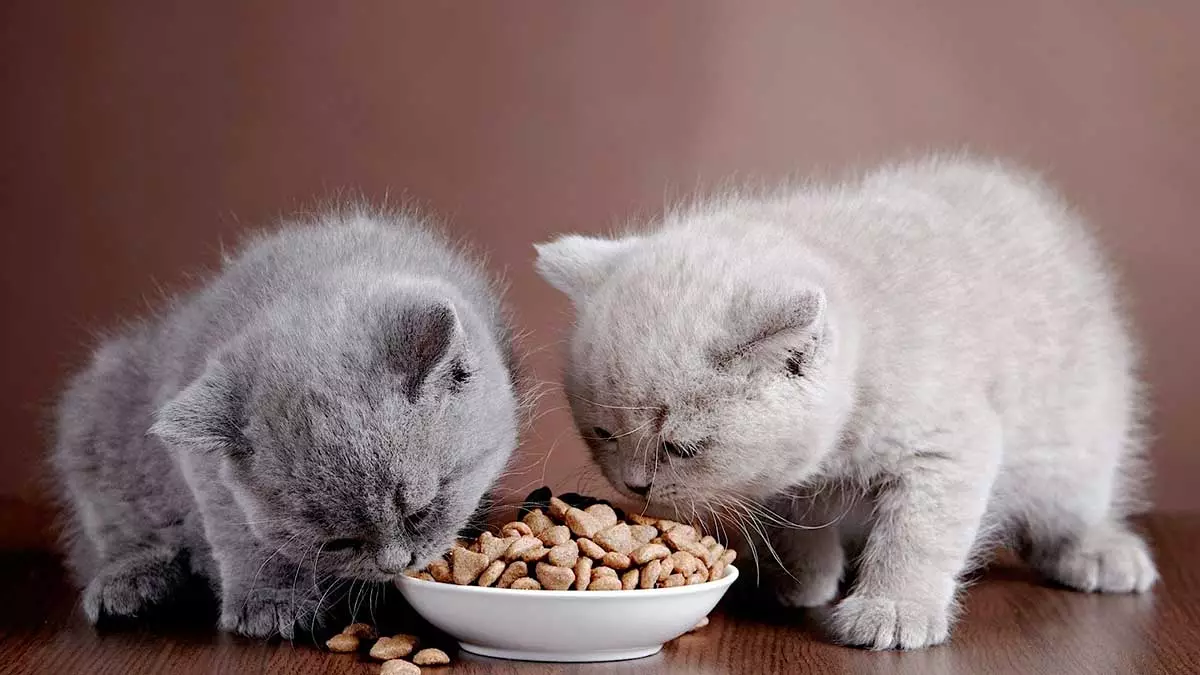Mit kell táplálni a skót macskákat? Lehetőség van egy macska tejére 2 hónapra? Élelmiszerszabályok a felnőtt macskák számára otthon 22425_19