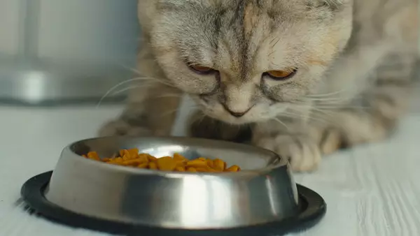 Cosa nutrire i gatti scozzesi? È possibile dare il latte di un gatto per 2 mesi? Regole del cibo per gatti adulti a casa 22425_21