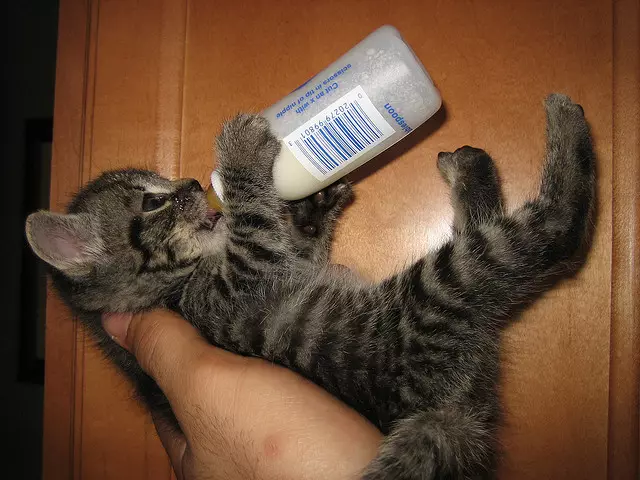 Cosa nutrire i gatti scozzesi? È possibile dare il latte di un gatto per 2 mesi? Regole del cibo per gatti adulti a casa 22425_4