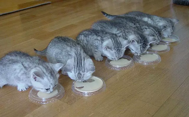 Mit kell táplálni a skót macskákat? Lehetőség van egy macska tejére 2 hónapra? Élelmiszerszabályok a felnőtt macskák számára otthon 22425_6