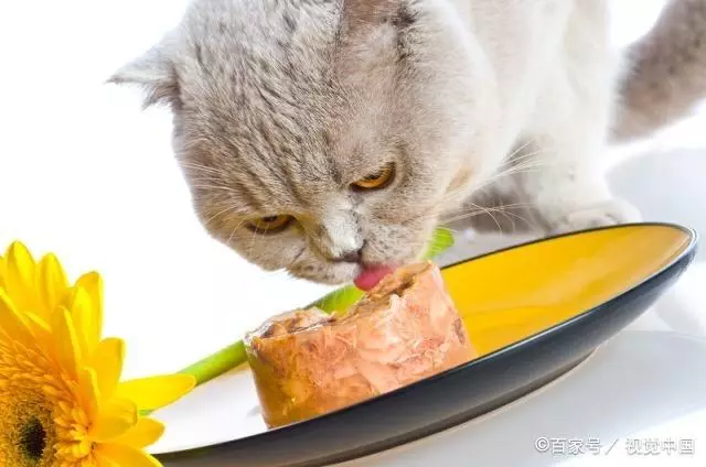 Mit kell táplálni a skót macskákat? Lehetőség van egy macska tejére 2 hónapra? Élelmiszerszabályok a felnőtt macskák számára otthon 22425_8