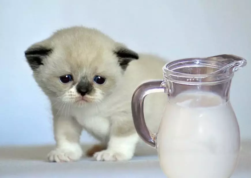Mit kell táplálni a skót macskákat? Lehetőség van egy macska tejére 2 hónapra? Élelmiszerszabályok a felnőtt macskák számára otthon 22425_9