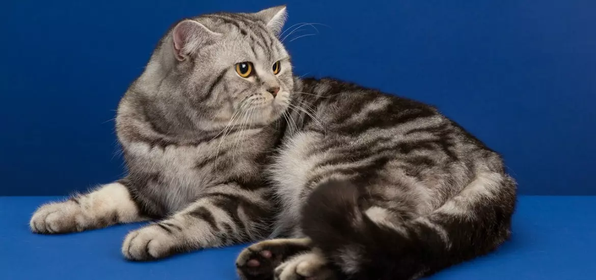 İskoç Düz (63 fotoğraf): İskoç cins sağ kedilerin bir açıklama, yavru kedi karakterinin özellikleri. Kaç gebelik kedilerde sürer? 22429_3