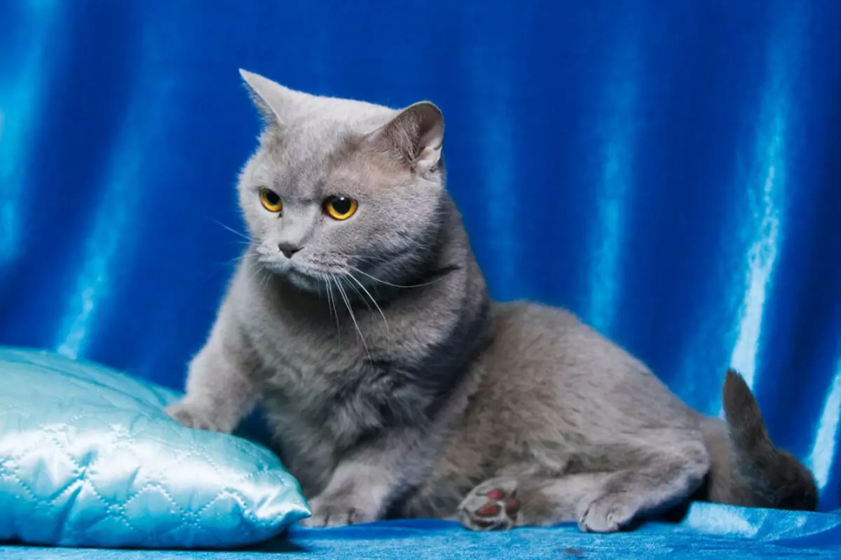 Skotlandia Lurus (63 foto): Deskripsi kucing kanan breed Skotlandia, karakteristik karakter anak kucing. Berapa banyak kehamilan berlangsung pada kucing? 22429_30