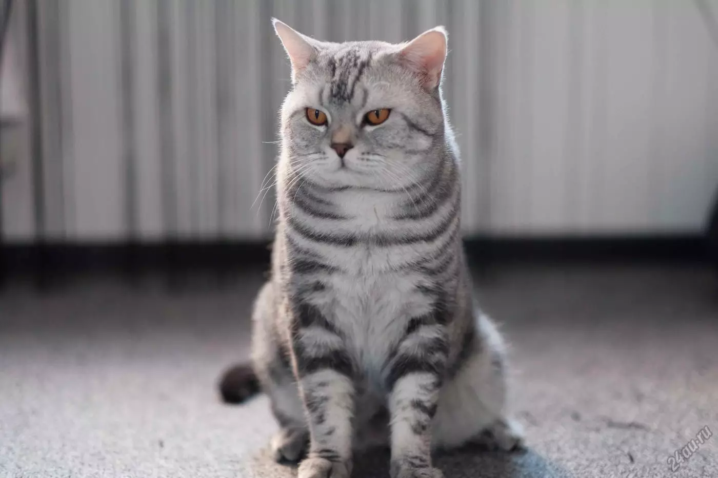 Скоттиш-страйт (63 фото): опис прямоухих котів шотландської породи, особливості характеру кошенят. Скільки триває вагітність у кішок? 22429_31
