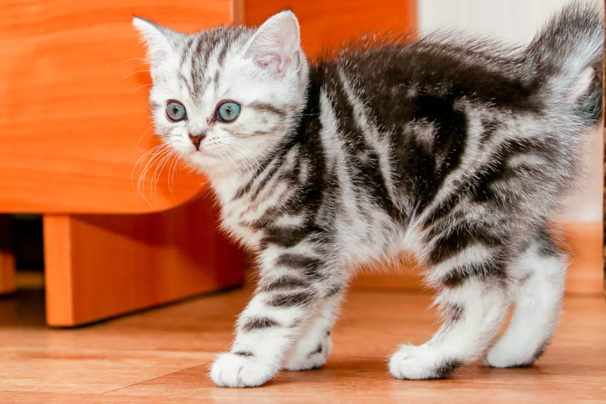 Skotlandia Lurus (63 foto): Deskripsi kucing kanan breed Skotlandia, karakteristik karakter anak kucing. Berapa banyak kehamilan berlangsung pada kucing? 22429_4